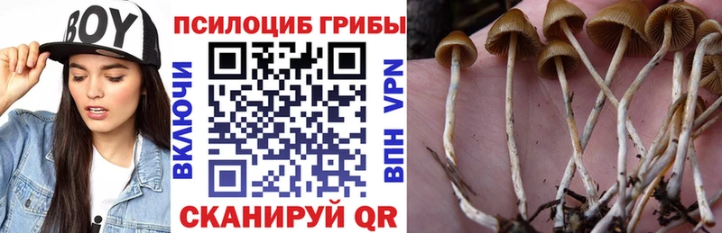 цены наркотик  Сосновка  Псилоцибиновые грибы Psilocybe 